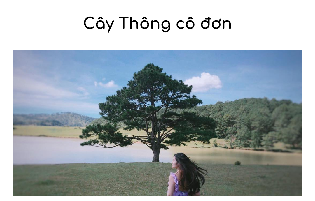 Cây Thông Cô Đơn - điểm check in hot hit tại Đà Lạt