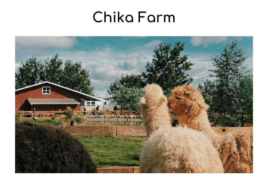 Chika Farm - điểm du lịch Đà Lạt với những người bạn lông lá dễ thương