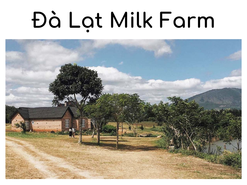 Đà Lạt Milk Farm - Khu trang trại chuẩn Châu Âu