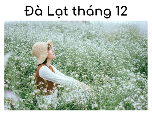 Thời tiết Đà Lạt vào tháng 12 như thế nào?