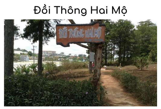 Đồi Thông Hai Mộ Đà Lạt: Điểm Du Lịch Mang Nặng Nỗi Sầu