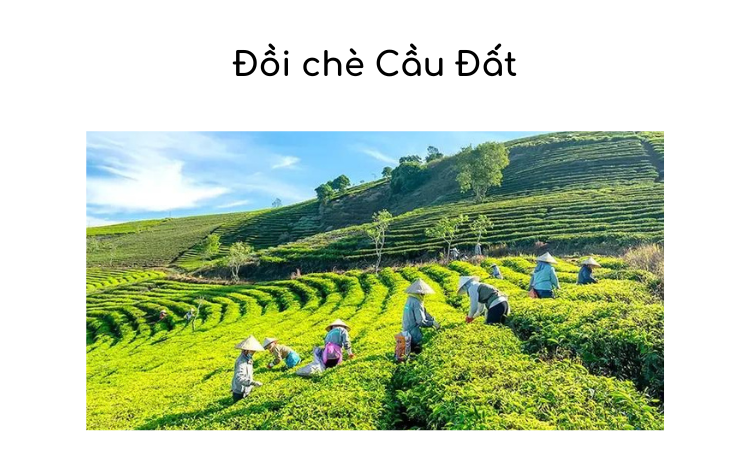 Đồi chè Cầu Đất – Khu vườn thơ mộng của Đà Lạt