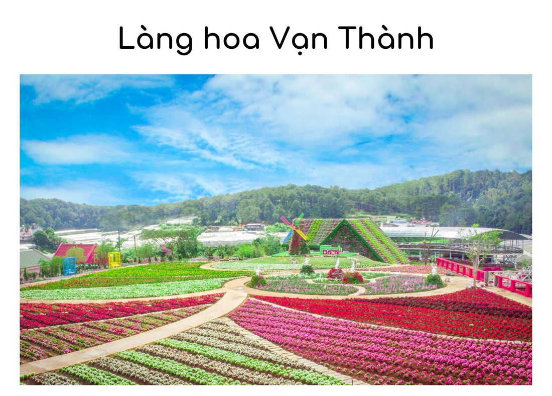 Hòa Quyện Màu Sắc Tại Làng Hoa Vạn Thành - Bức Tranh Tươi Sáng Của Thiên Nhiên