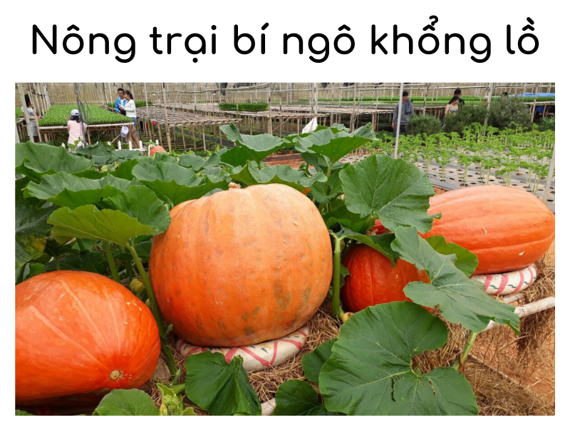 Nông trại bí ngô khổng lồ có 1 không 2 tại Đà Lạt