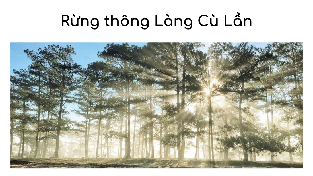 Rừng Thông Đà Lạt: Khám Phá Huyền Bí Của Rừng Ngàn Năm