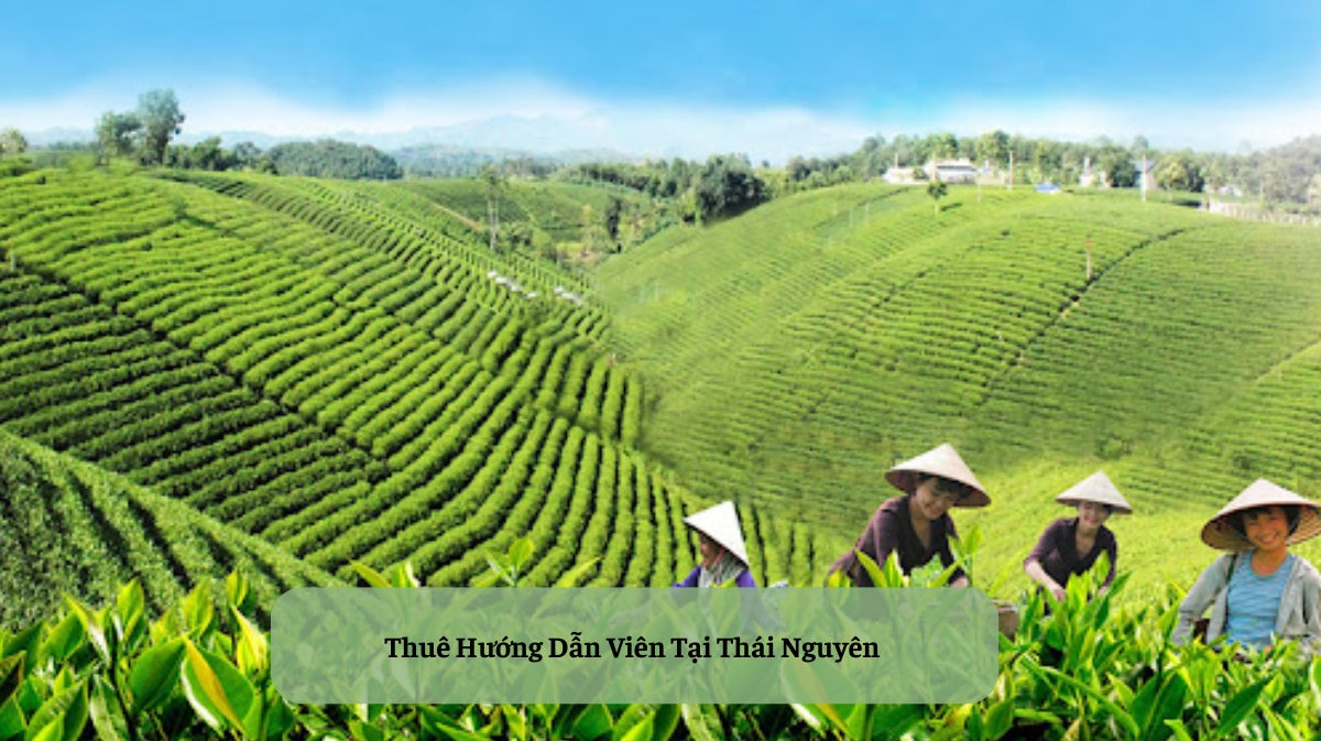 Thuê Hướng Dẫn Viên Tại Thái Nguyên: Mở Khóa Hành Trình Du Lịch Khám Phá Xứ Trà Trọn Vẹn