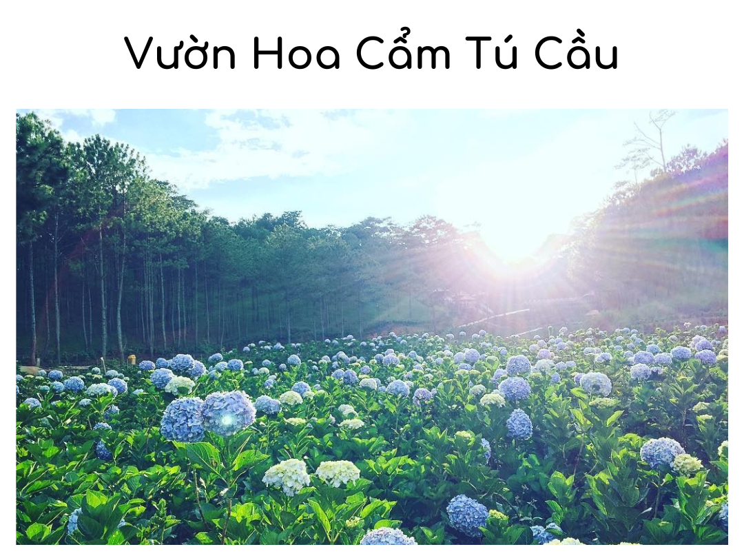 Top 3 Vườn Hoa Cẩm Tú Cầu để check-in nổi tiếng nhất Đà Lạt