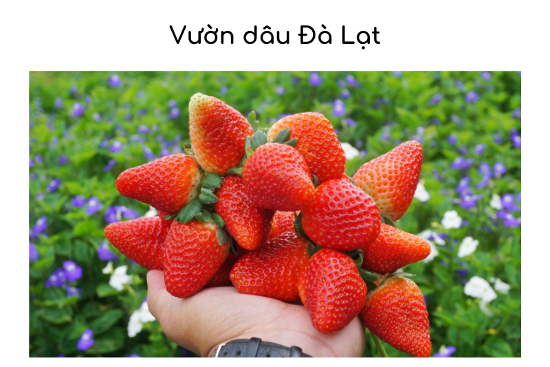 top 10 vườn dâu Đà Lạt đẹp và uy tín nhất