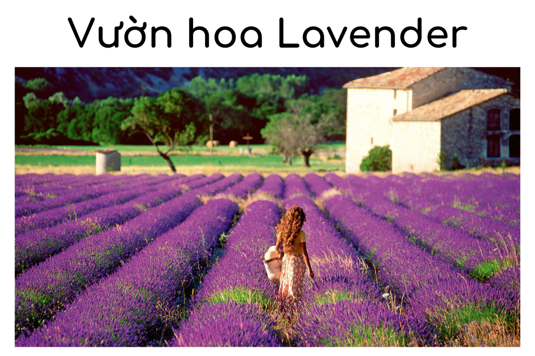 2 vườn hoa Lavender nổi tiếng đẹp tuyệt trần