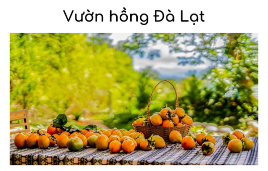 Top 6 vườn hồng Đà Lạt không thể bỏ lỡ khi tham quan Đà Lạt