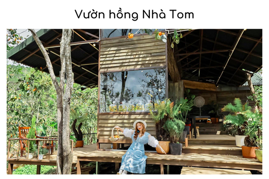 Vườn hồng Nhà Tom Đà Lạt: điểm du lịch nổi tiếng và chất lượng