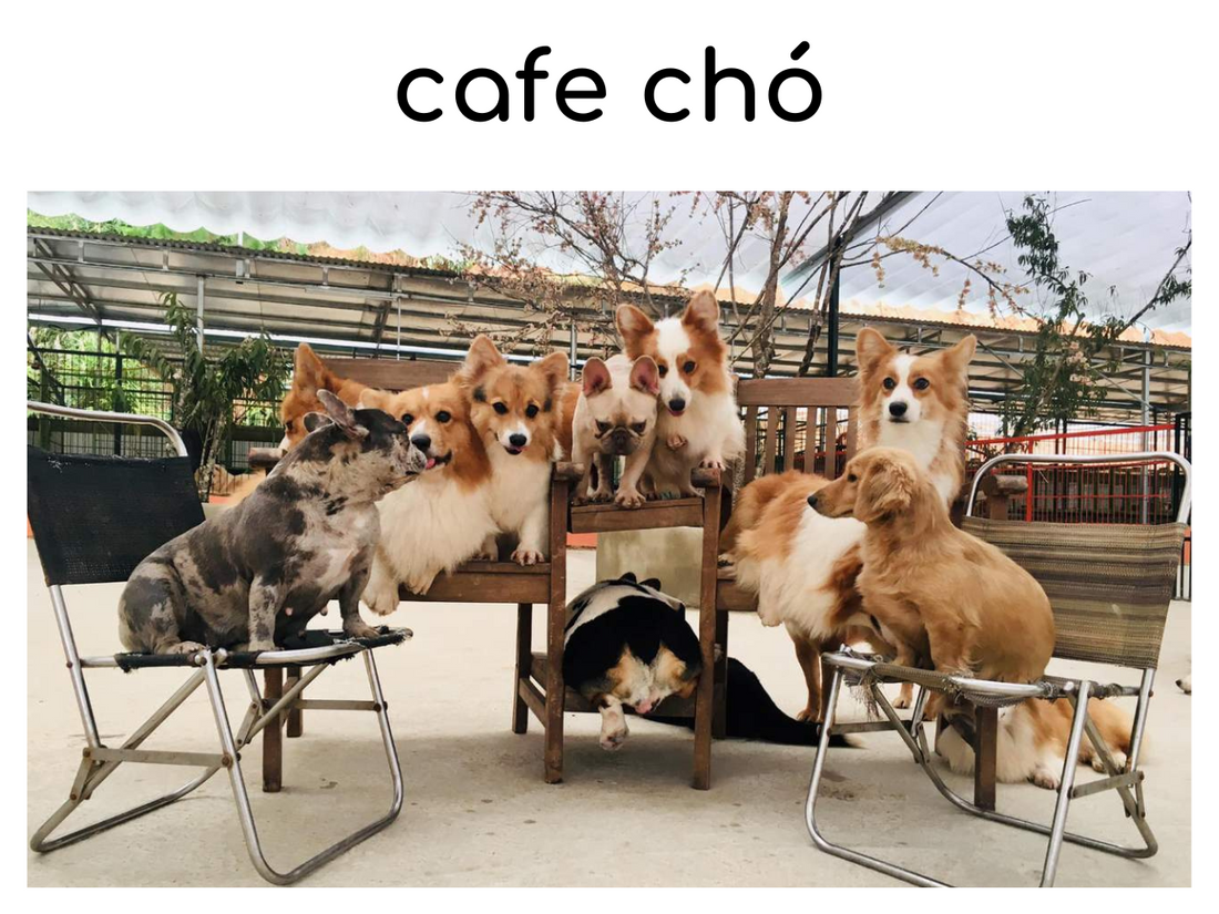 Top 5 quán cafe chó mèo Đà Lạt siêu xinh xắn và đáng yêu