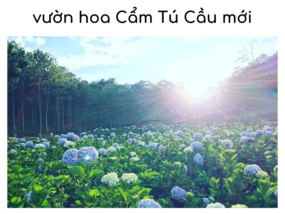 Vườn hoa cẩm tú cầu mới: Địa điểm du lịch được rất nhiều bạn trẻ thích thú