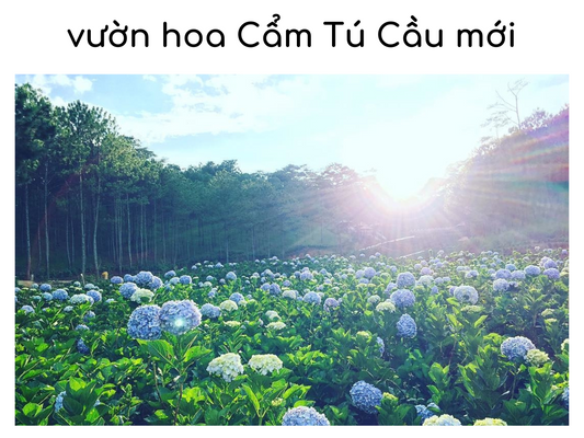 Vườn hoa cẩm tú cầu mới: Địa điểm du lịch được rất nhiều bạn trẻ thích thú