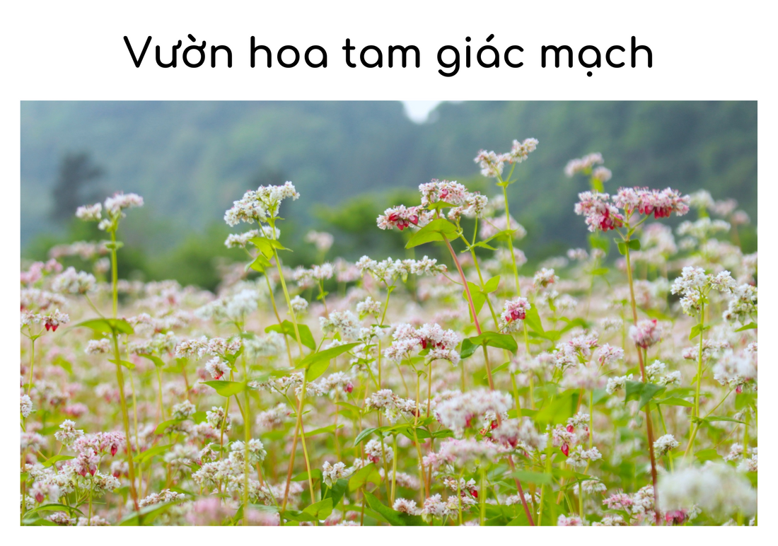 Top 2 vườn hoa tam giác mạch nổi tiếng nhất Đà Lạt