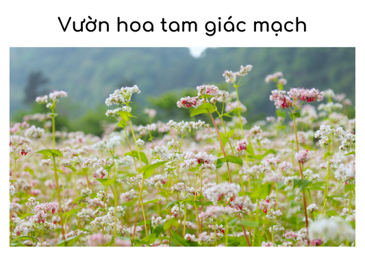 Top 2 vườn hoa tam giác mạch nổi tiếng nhất Đà Lạt