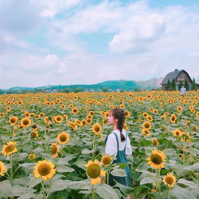 Tour Guide Hải Dương