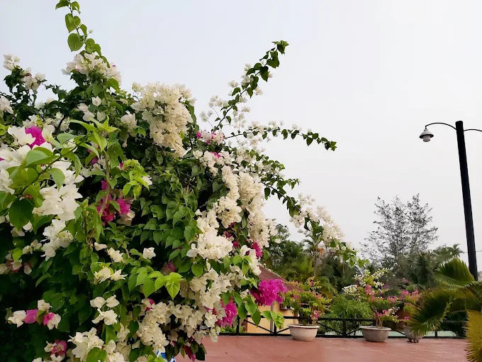 Ivory Phu Yen Hotel