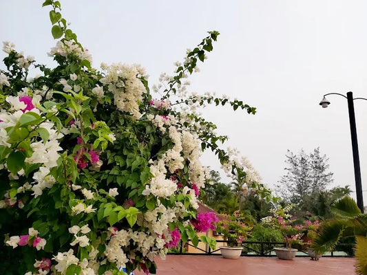 Ivory Phu Yen Hotel